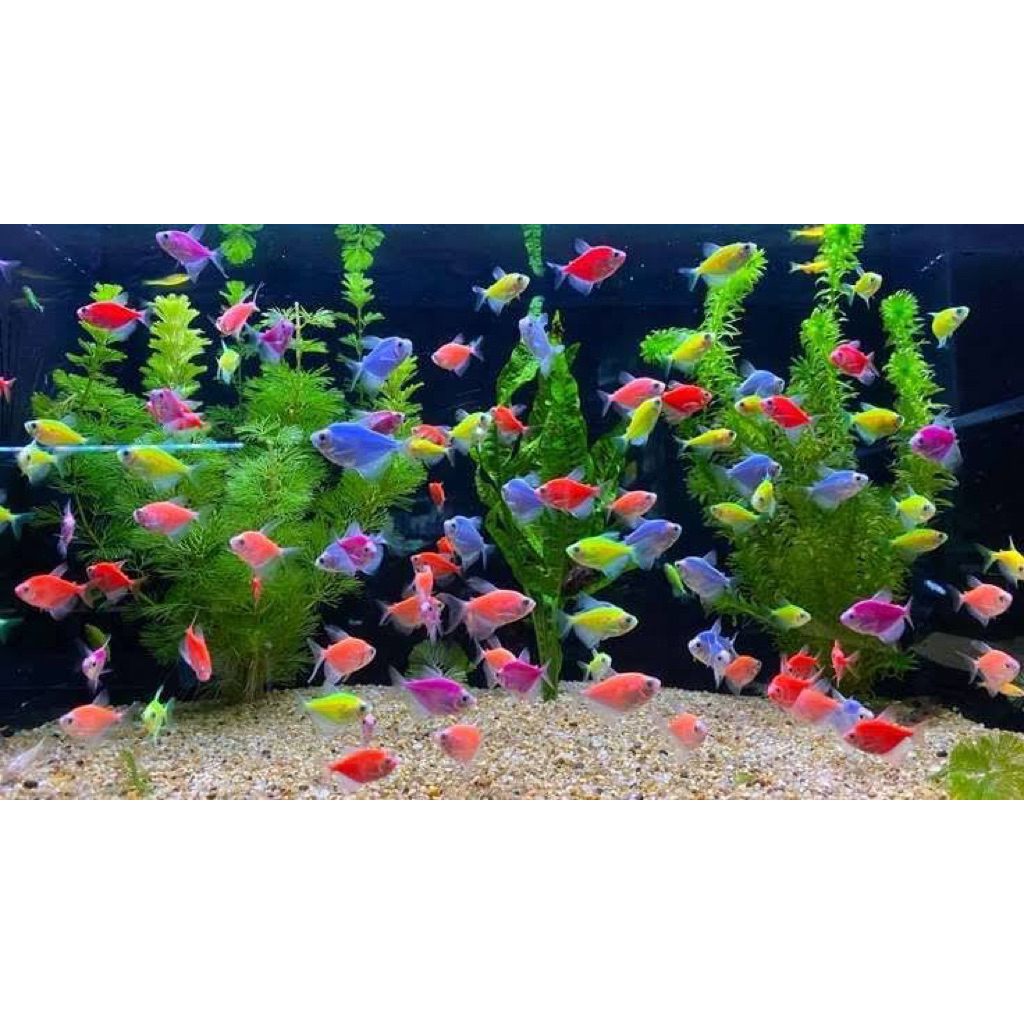 glowfish tetra  isi 21 ekor
