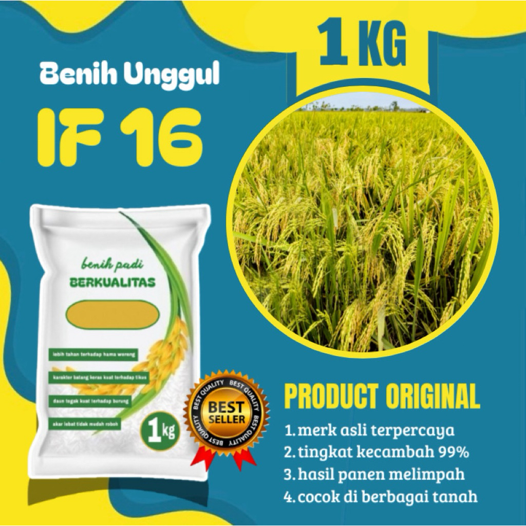Benih padi IF 16 kemasan 1kg original 100%