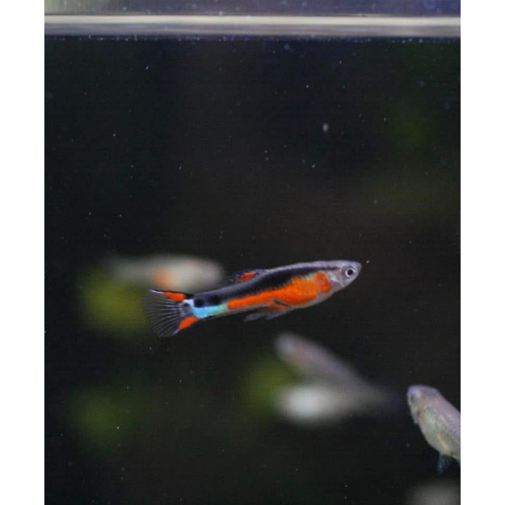 Stiker Endler Santa Maria