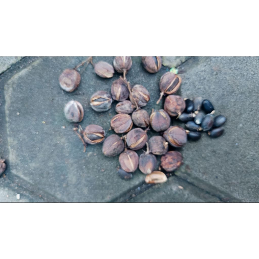 biji tanaman jarak pagar, 20 biji ya dapatnya