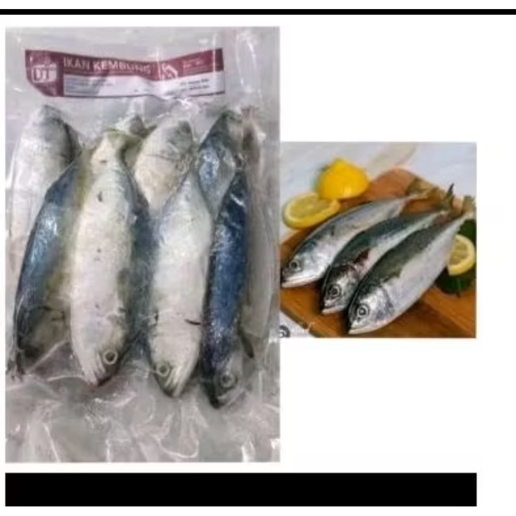 ikan Kembung Frozen