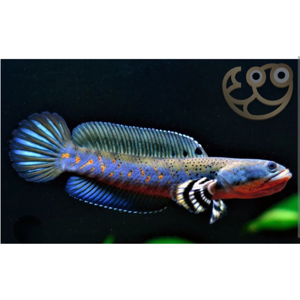 hiasan aquarium channa blue pulchra 10-12cm