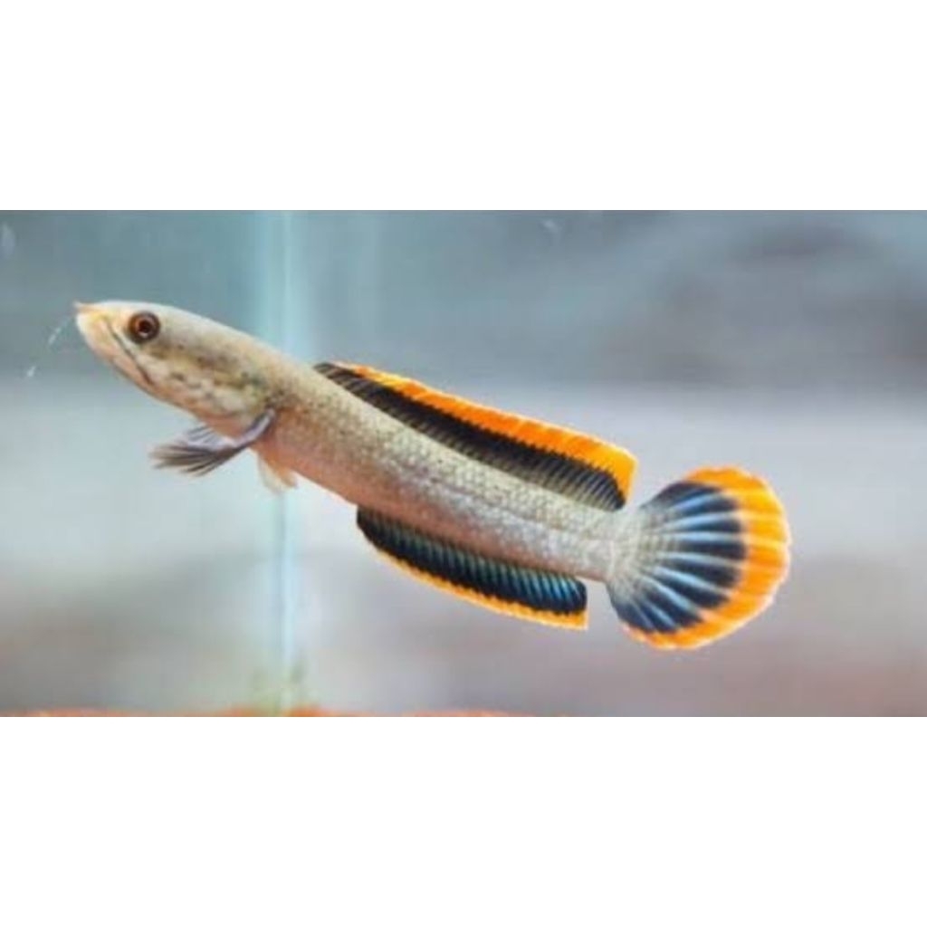 CB LIMBATA FULL PELET 3-4-5-6-7-8CM