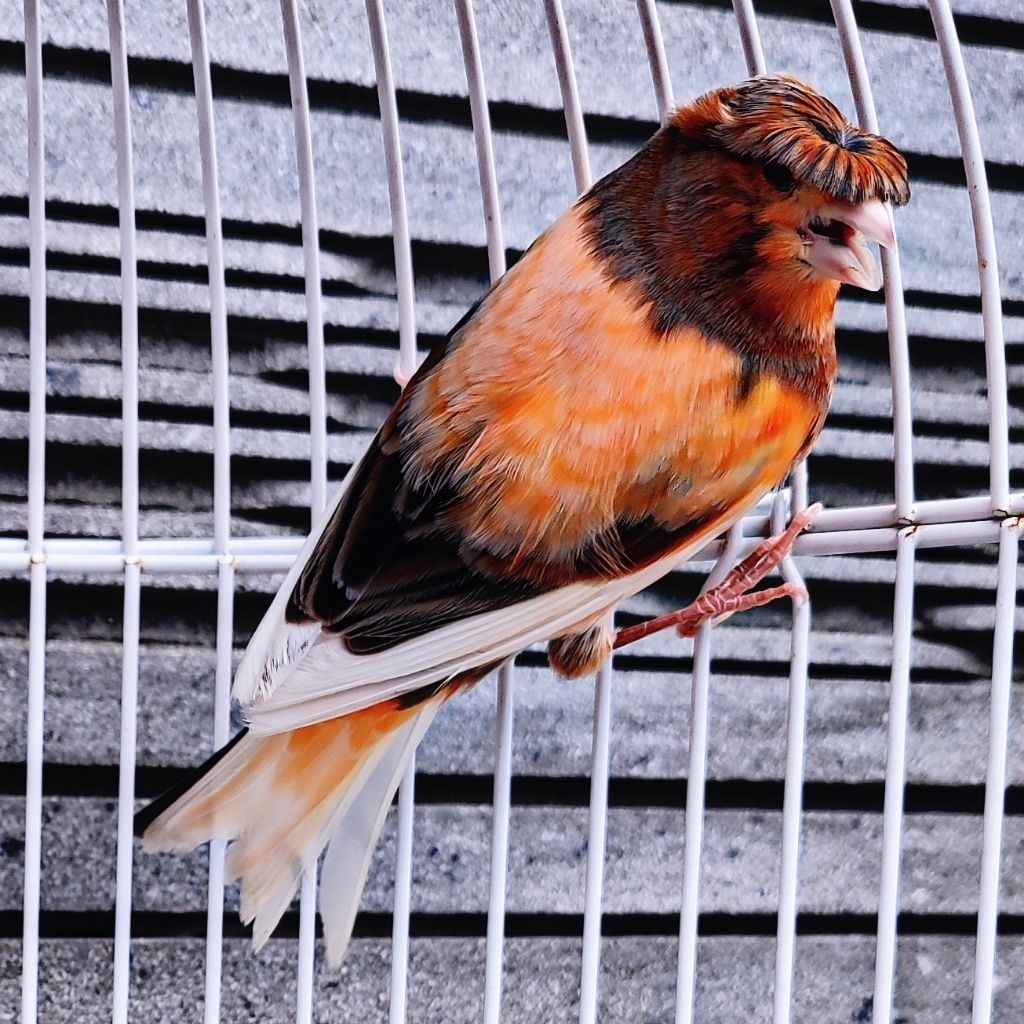 Kenari Jambul/Gloster Merlok Bon Simetris - Gacor (Only Instant Delivery)