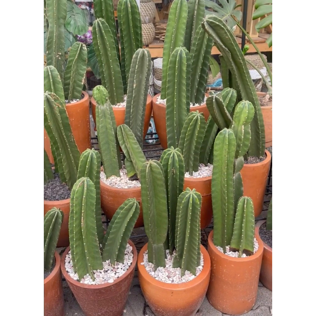 Kaktus Koboi Tanpa Duri