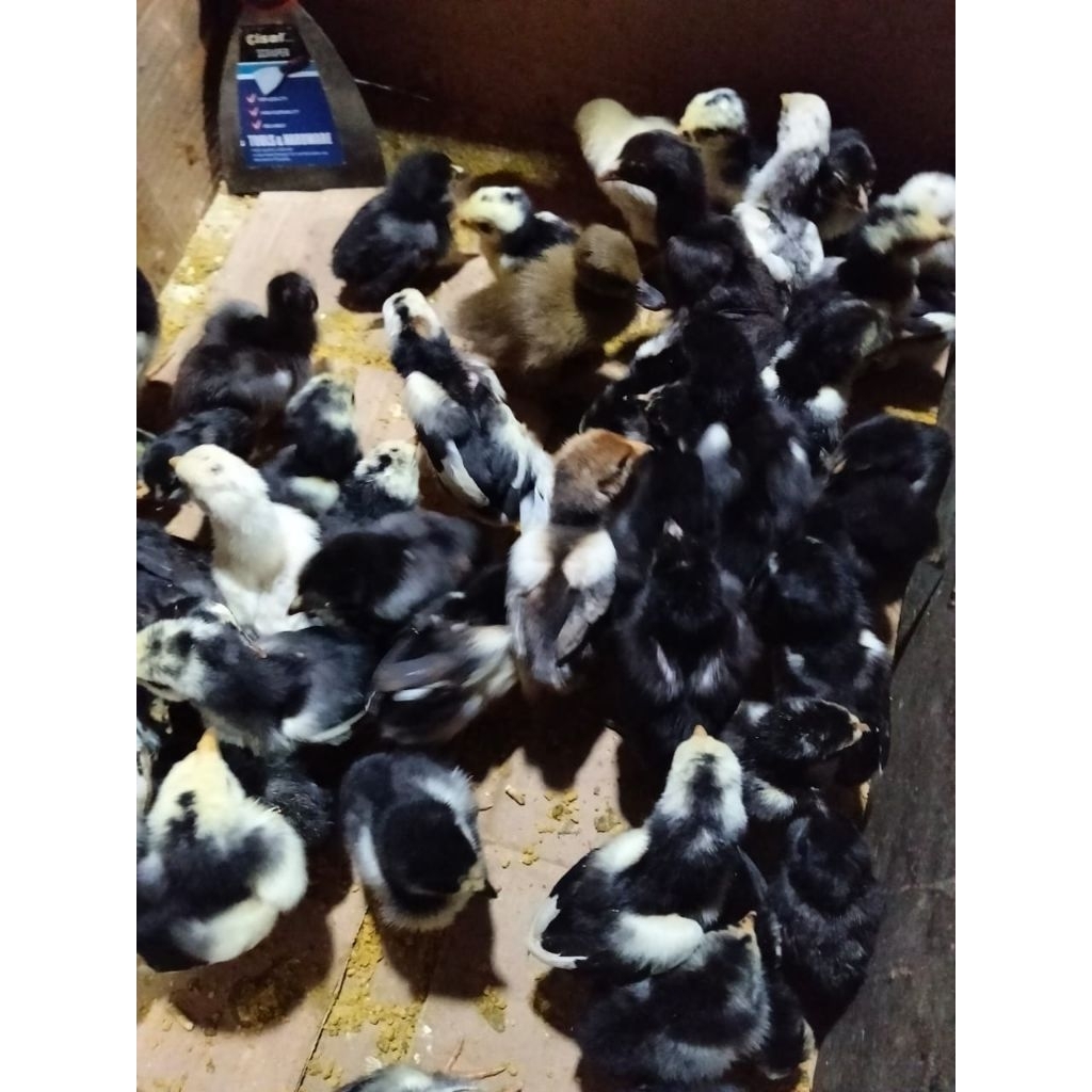 Ayam Kampung - Anak Ayam Kampung - DOC Ayam Kampung - Bibit Ayam Kampung