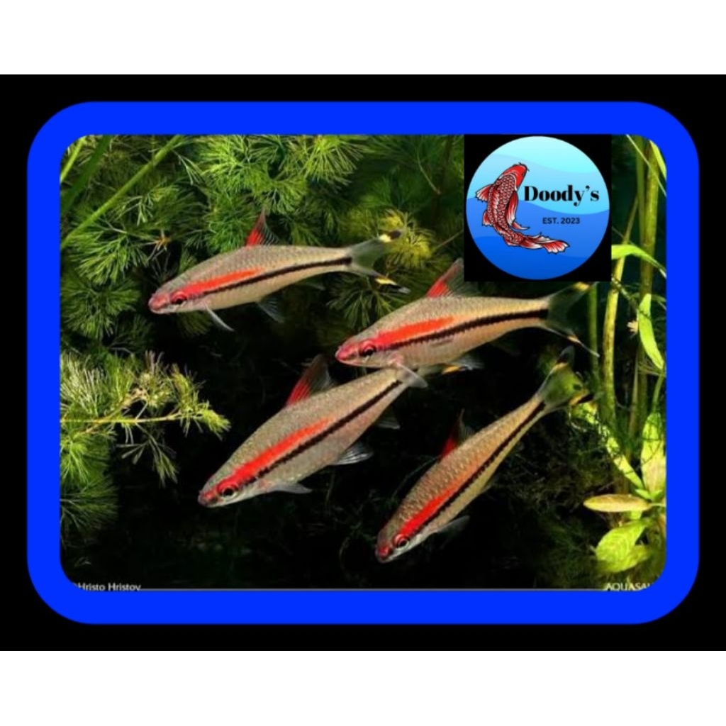 Pontius Denisoni "Torpedo barb"  Pengiriman hanya untuk Makassar.