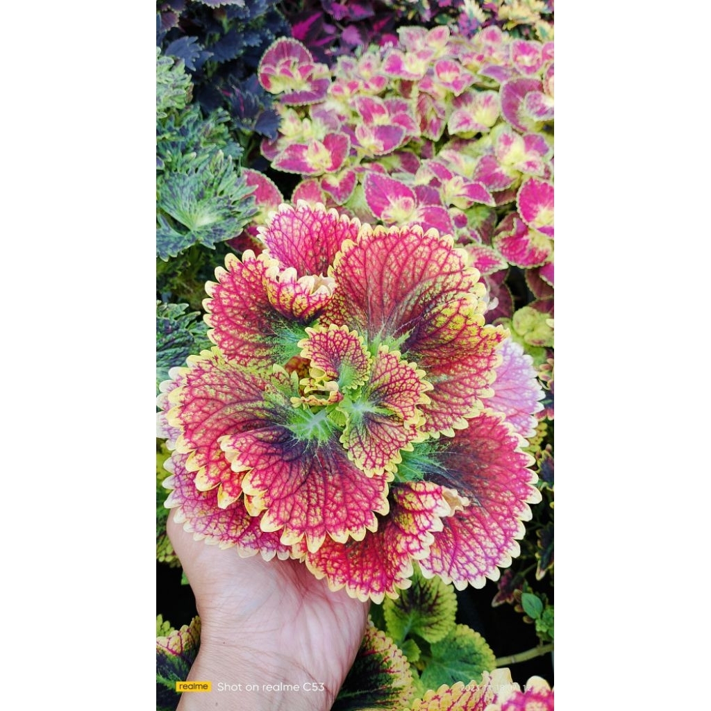 Miana(Id Bara Asmara/Sultan Jombang)