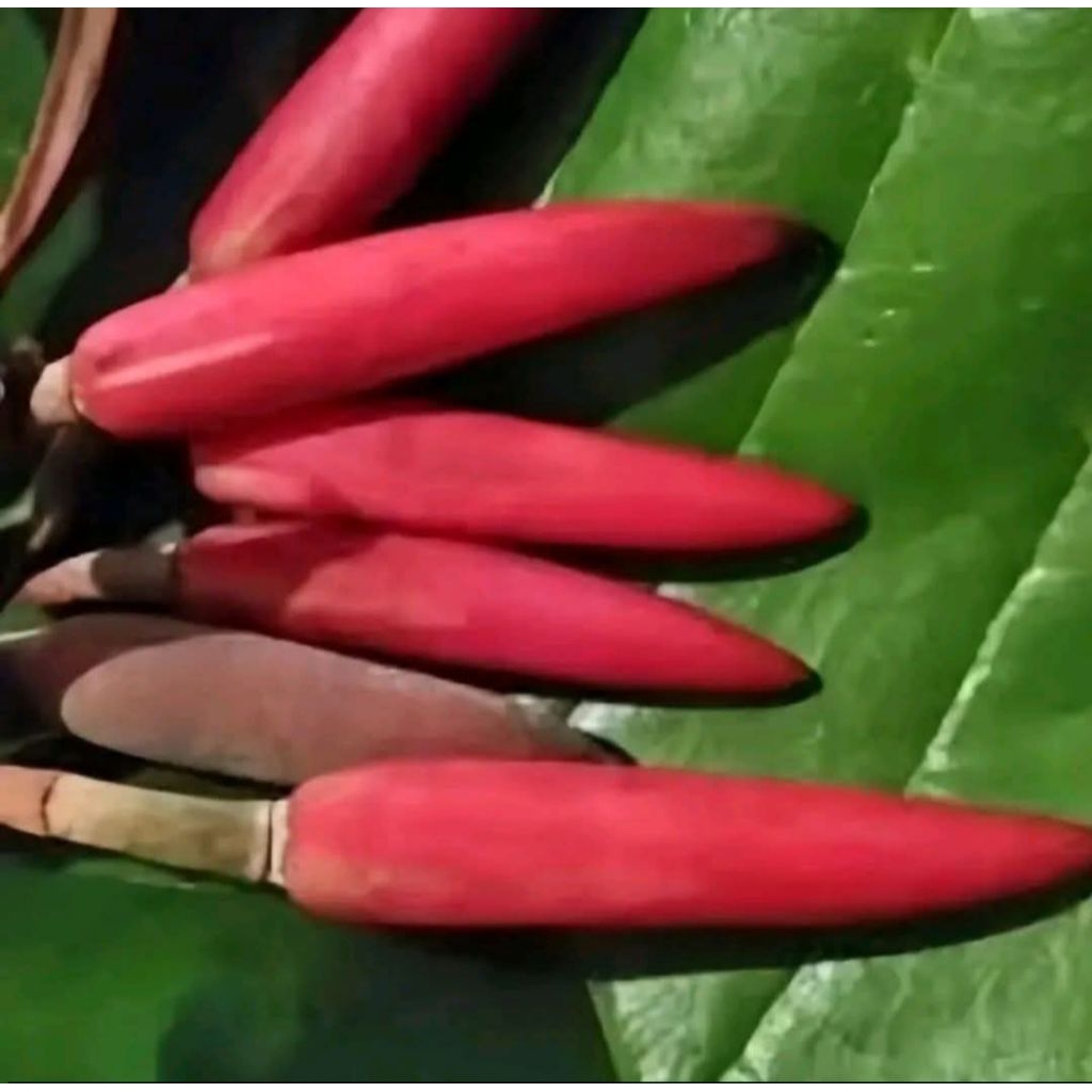 pohon bunga kantil merah - tanaman bunga