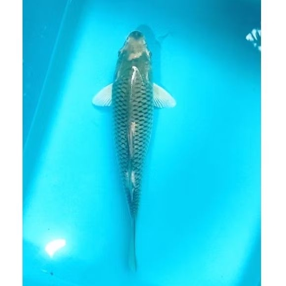 ikan koi blitar soragoi 30 cm