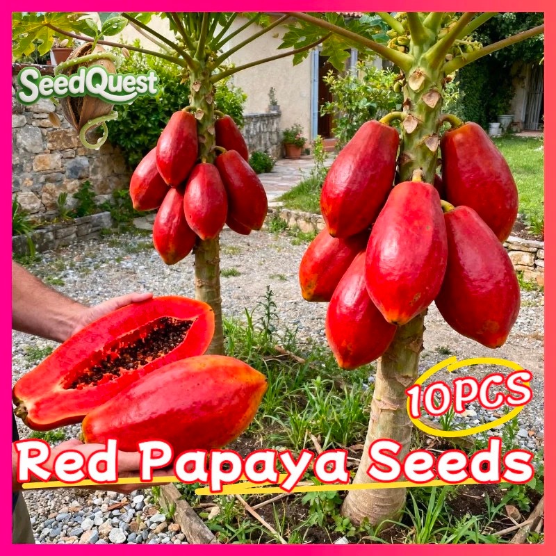 100% Legit High Yield Merah Papaya benih Red Lady Dwarf Papaya benih (30 butir)Bibit biji pepaya Sup