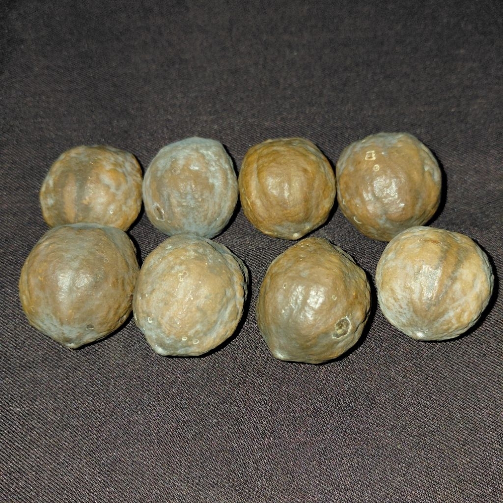 muncang adu anak mayit dedi (AMD)