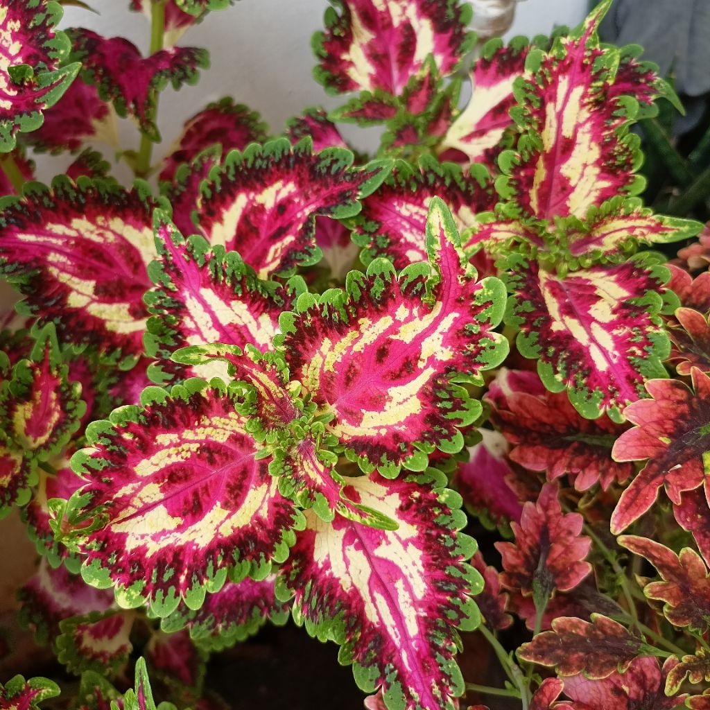 Stek Batang Miana Sultan Mutiara Tanaman Hias