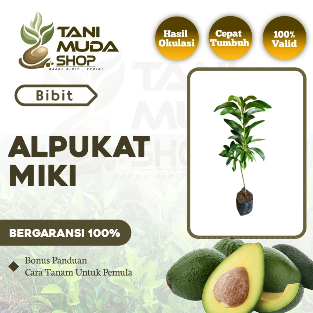 benih BIBIT ALPUKAT MIKI - ALPUKAT MIKI - ALPUKAT - BERGARANSI