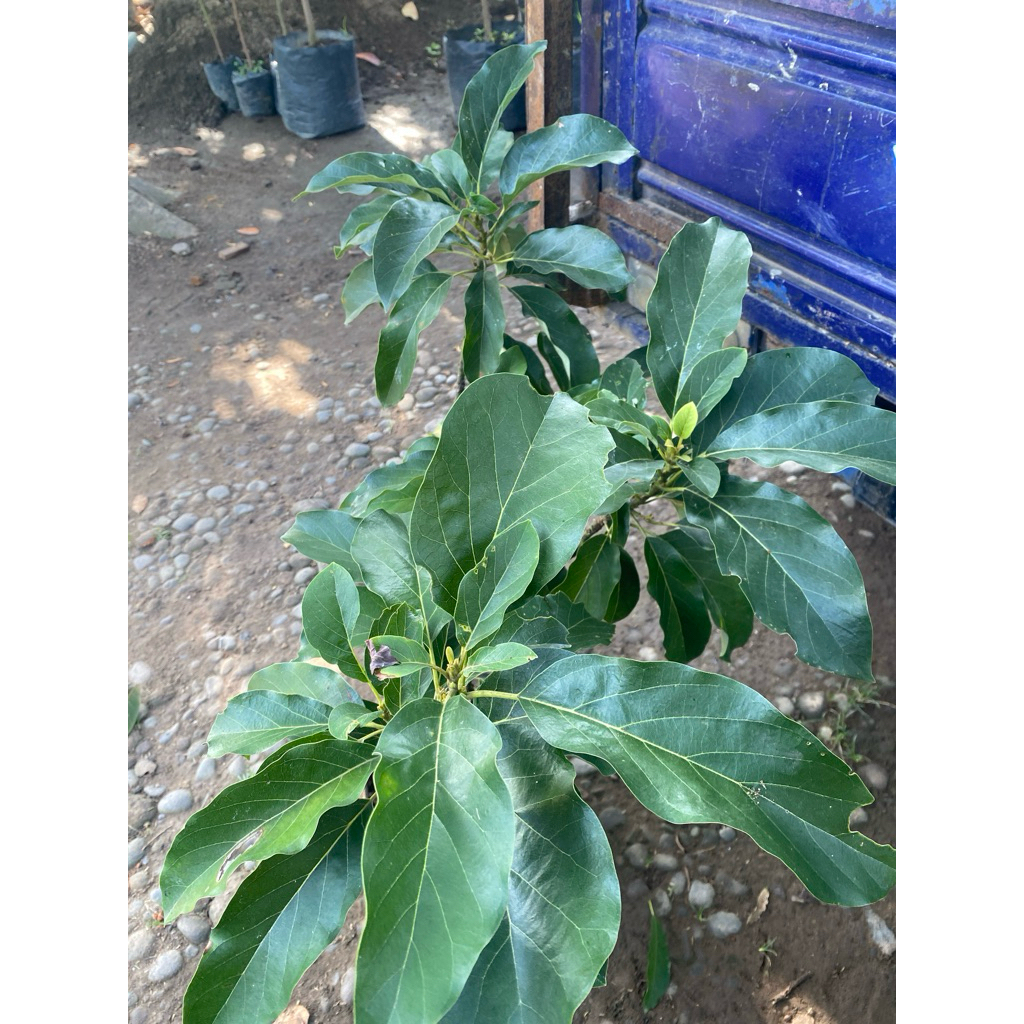 bibit Alpukat super an cargo 10kg