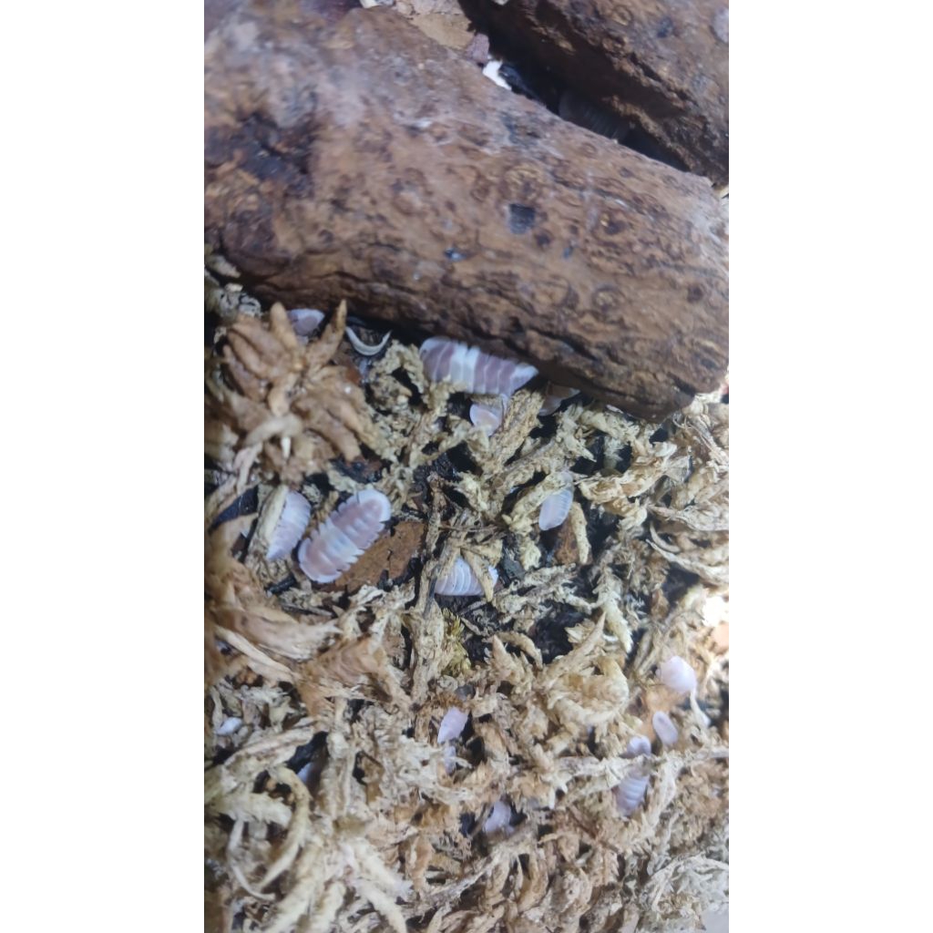 Isopoda Cubaris sp Pink Cappucino