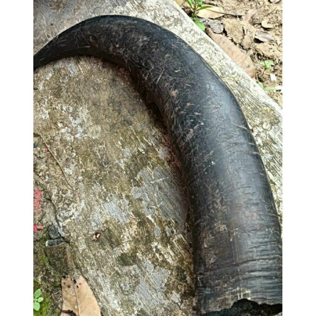 Tanduk_kerbau_padatan