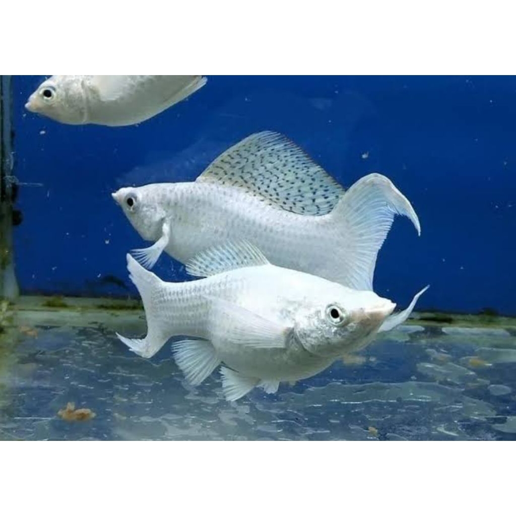 molly platinum cawang