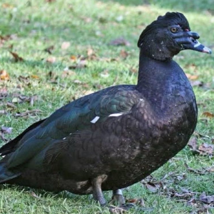 TELUR ENTOK JUMBO FERTIL DRAGON