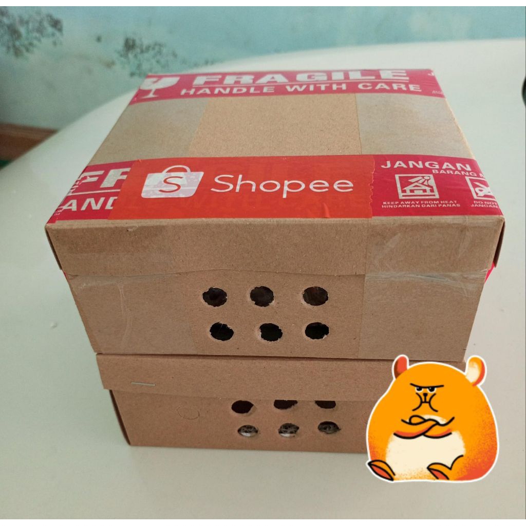 Hamster winter white