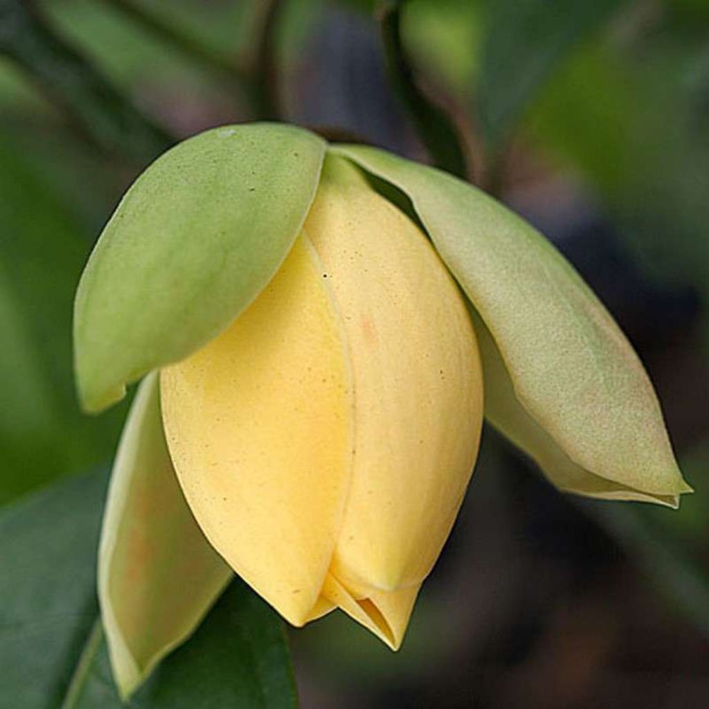 Tanaman Cempaka Telur Kuning