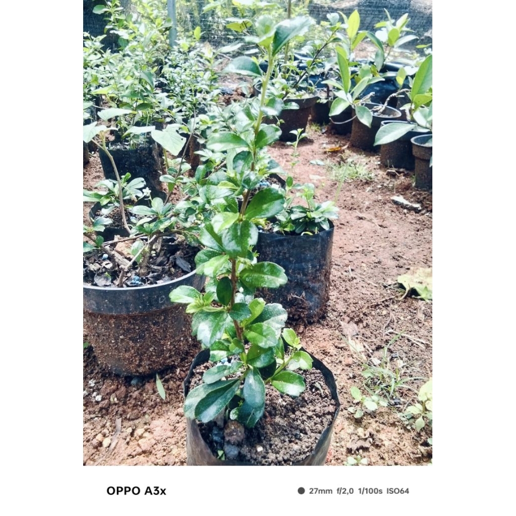 bibit bonsai hokianti