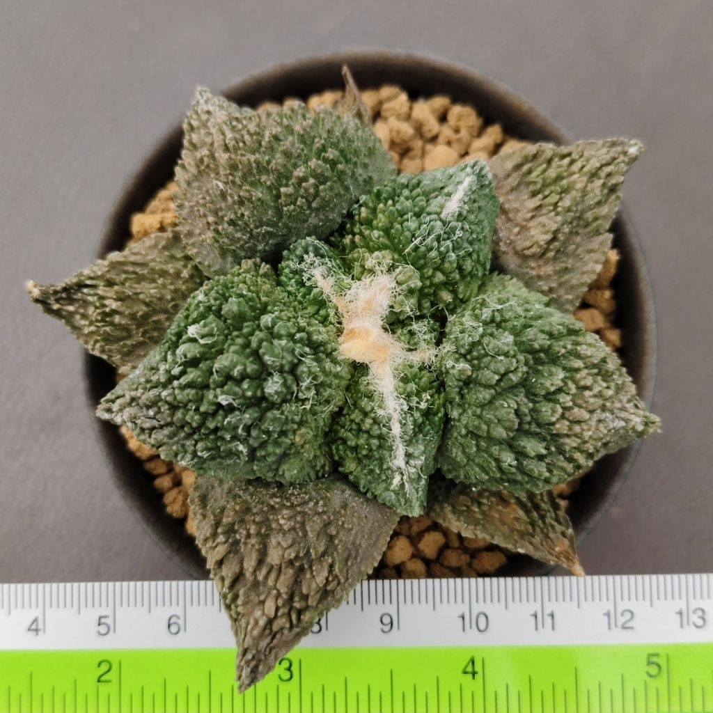 Tanaman Kaktus Ariocarpus fissuratus cv. Godzilla Kualitas Terbaik