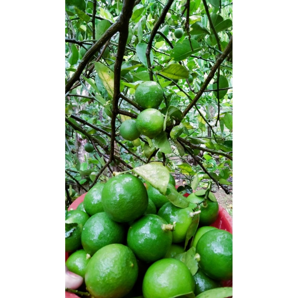 Jeruk Nipis Lokal / Jeruk Nipis Fress 1 kg