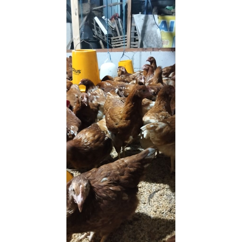 pullet ayam petelur usia 16 Minggu