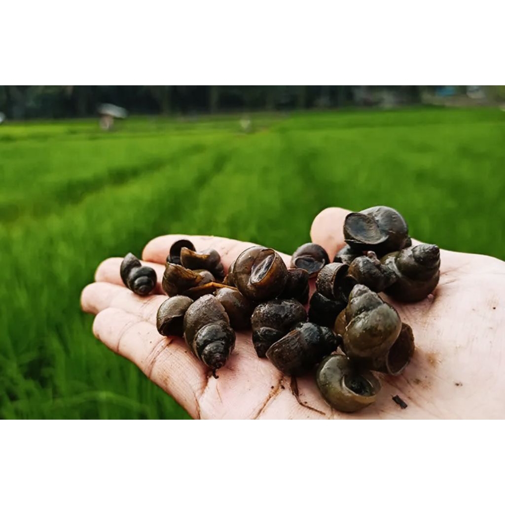 keong sawah hidup 1kg