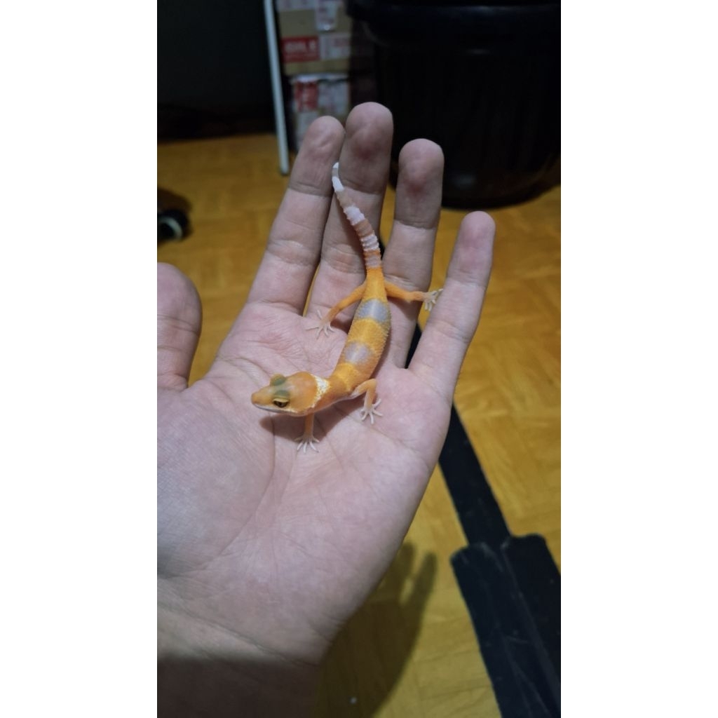 Leopard Gecko Unsex - Sunglow - Usia Baby Incub Female Sehat Lucu