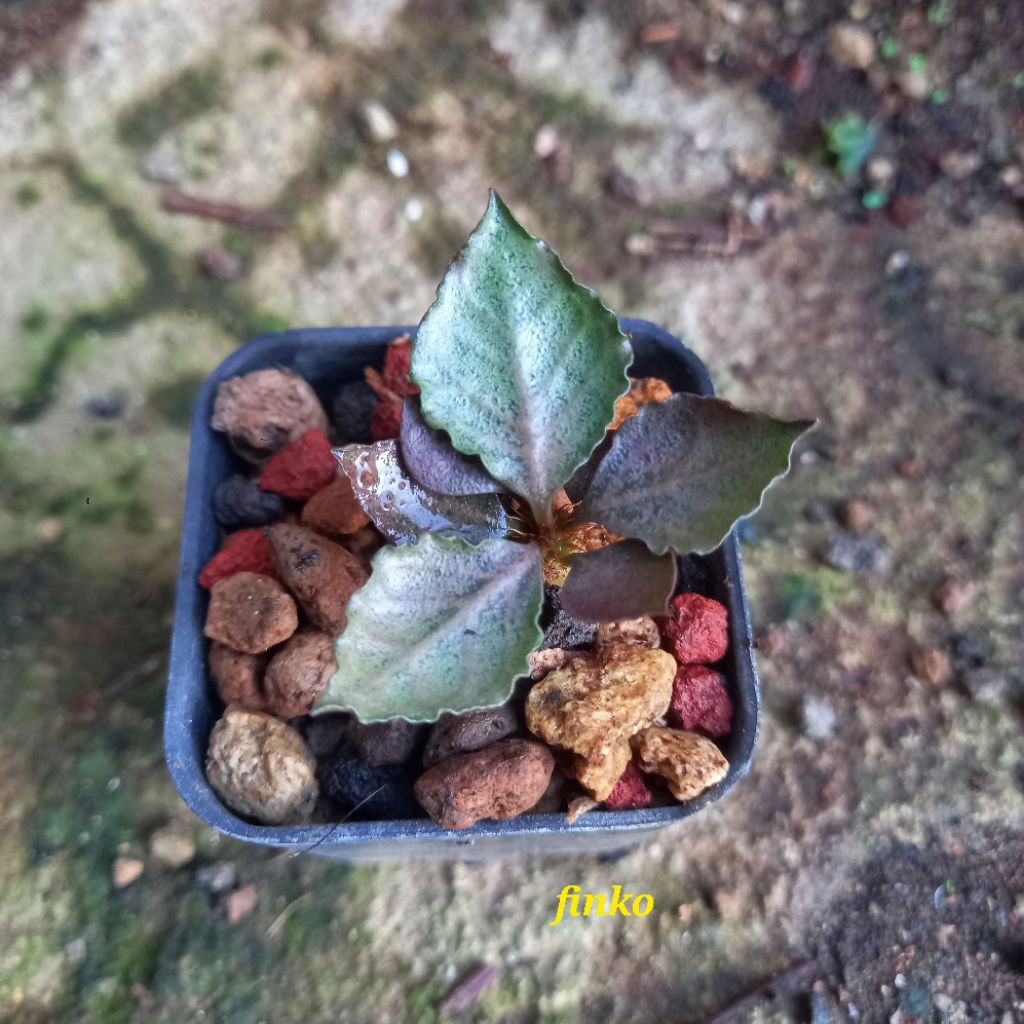 euphorbia francoisii hybrid maple leaf (27)
