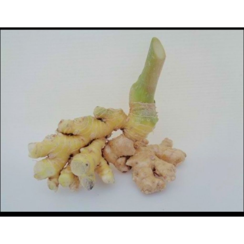 Lempuyang gajah | lempuyang pahit Segar / Lempuyang Segar 1 kg