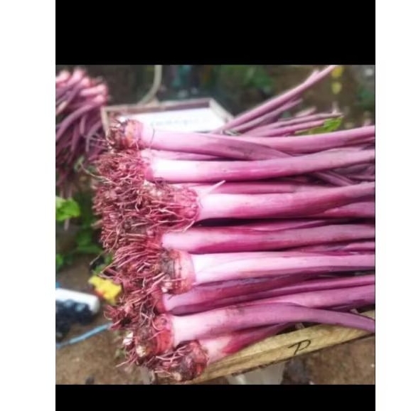 Bibit talas bogor ungu pulen/batang segar isi 15 bibit