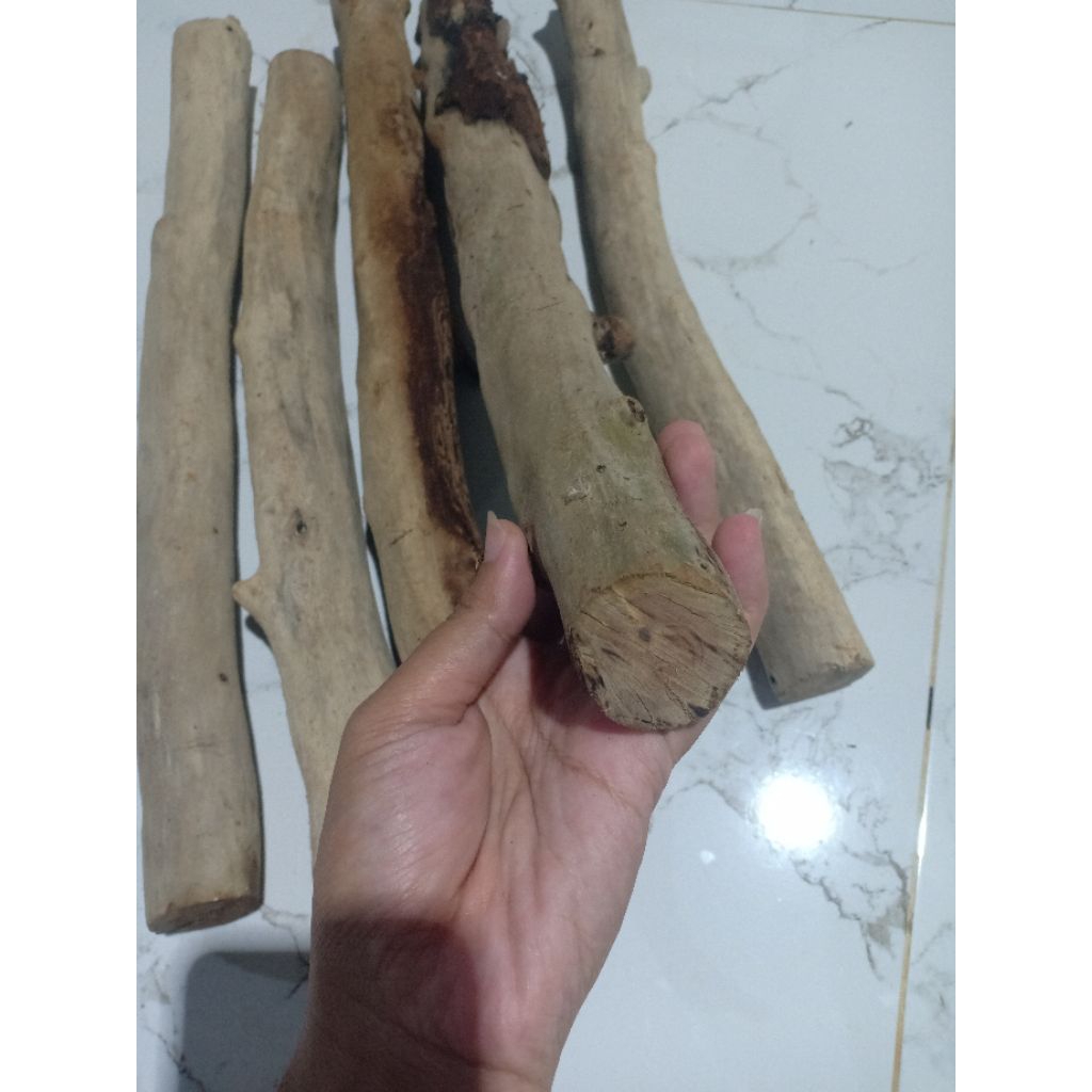 kayu setigi laut mati ngurak