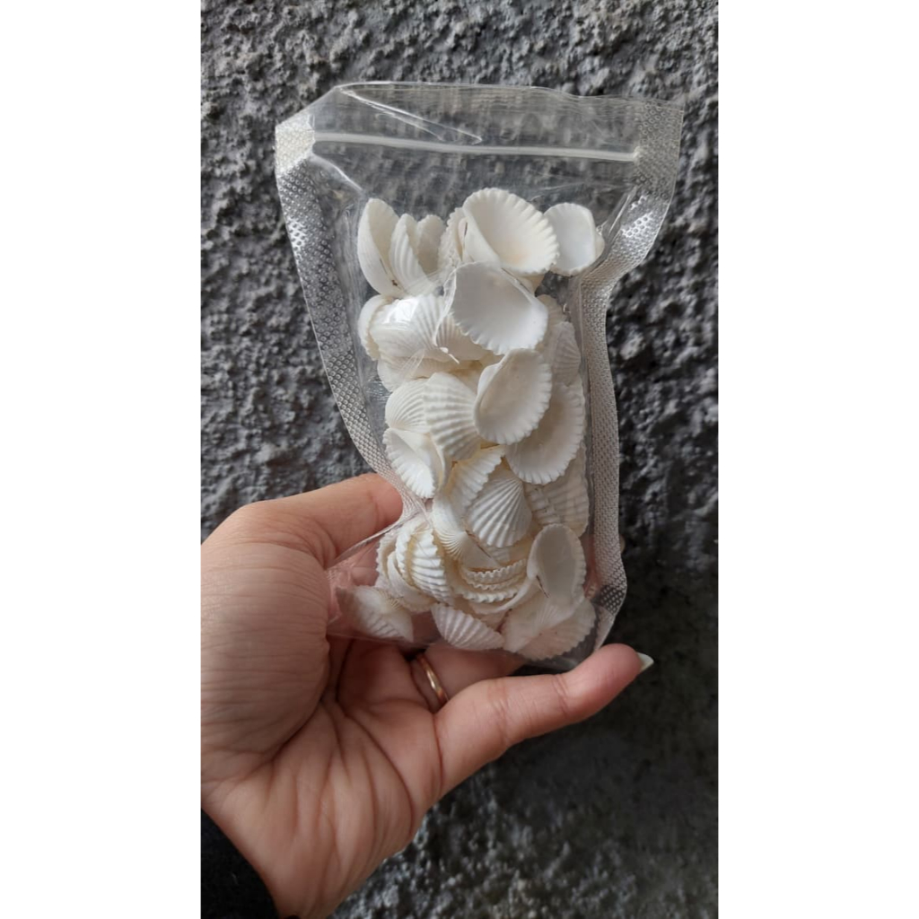 Cangkang Kerang Putih 80gram Kerang Dara Hiasan Aquarium Cangkang Kerang Dara