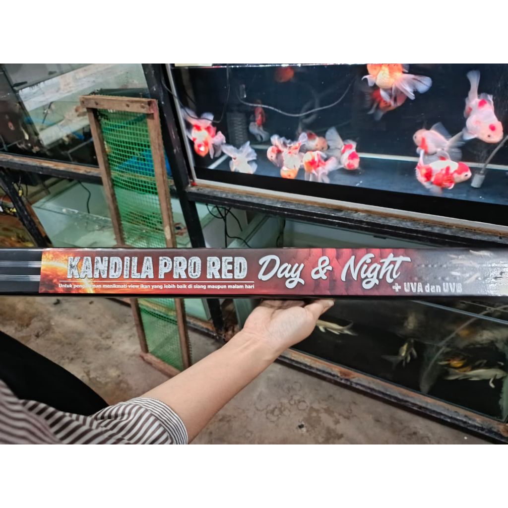 kandila pro red