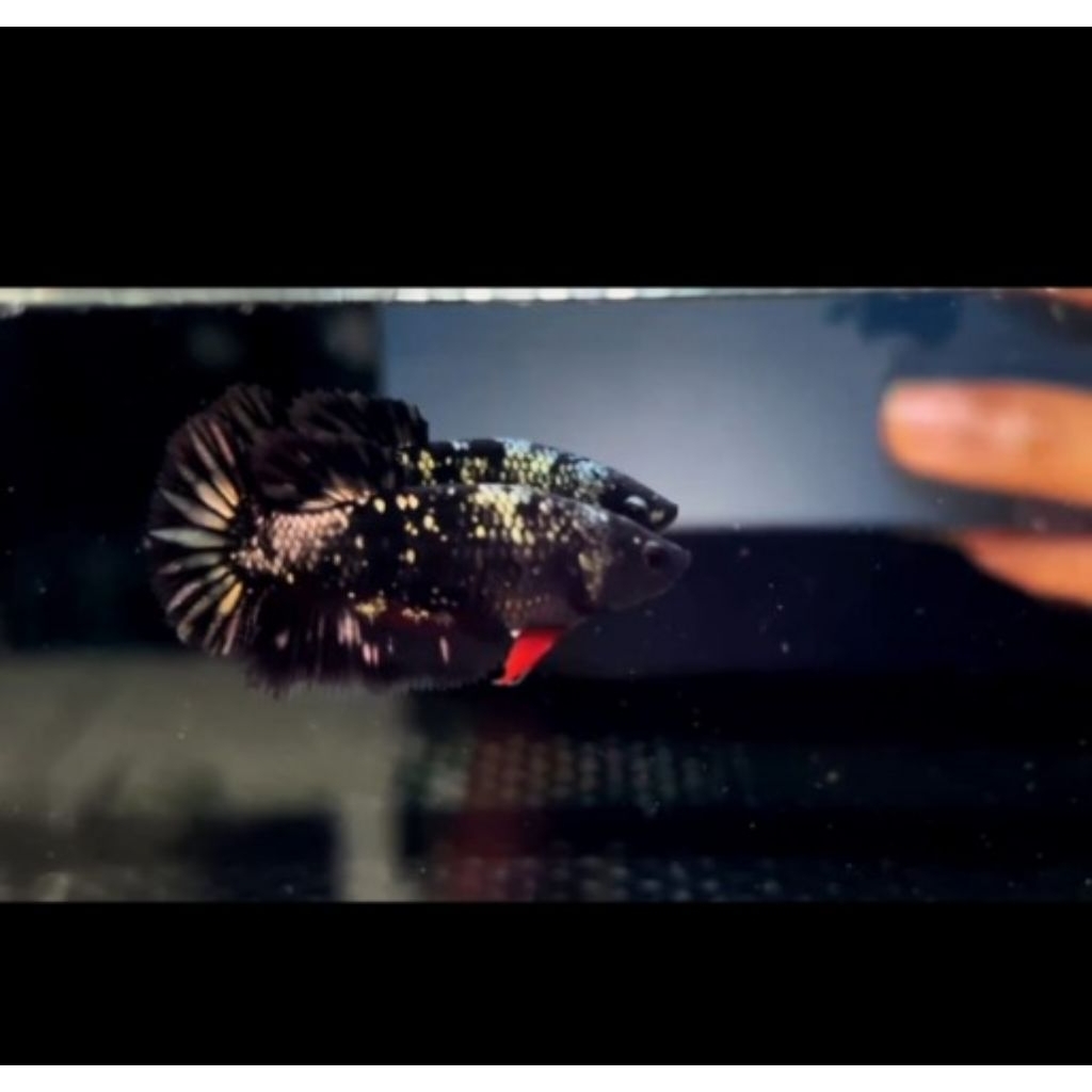 FEMALE HM AVATAR COPER