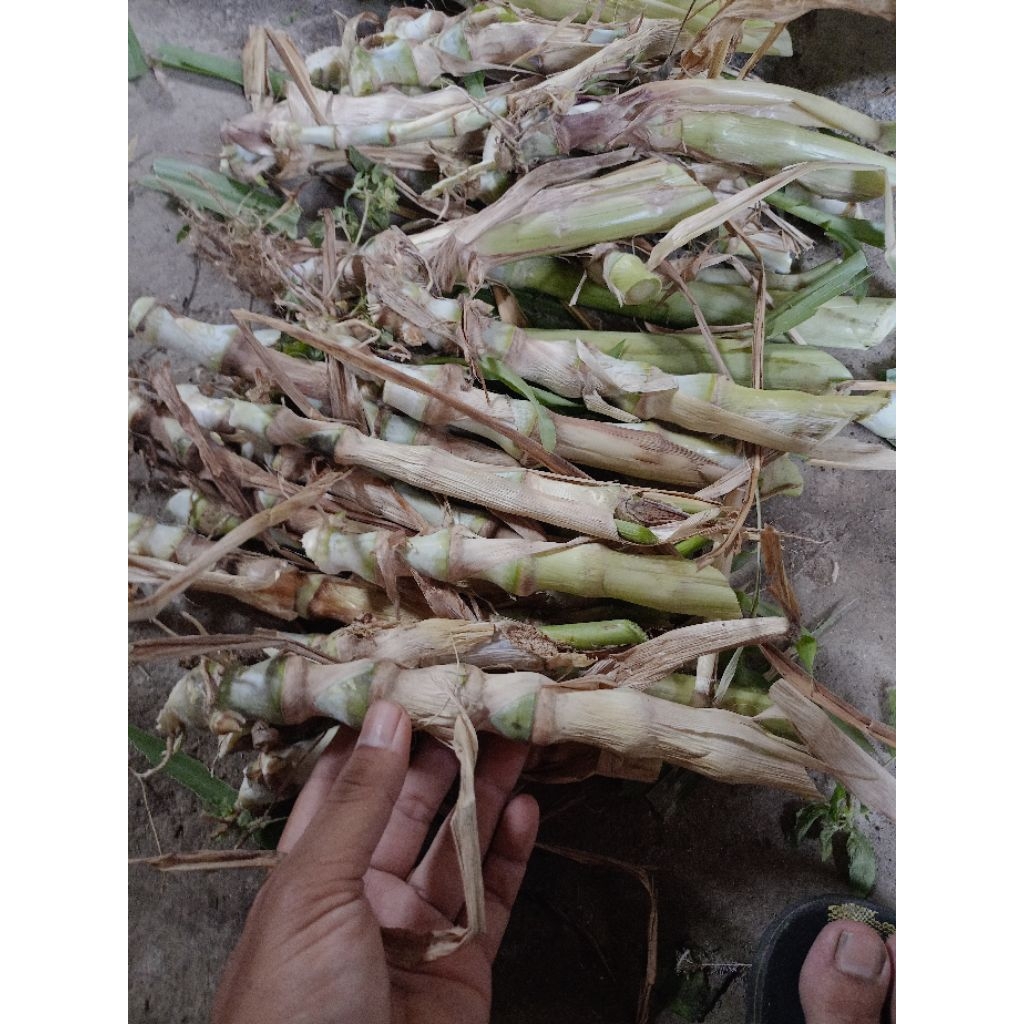 bibit rumput odot super segar harga perbiji