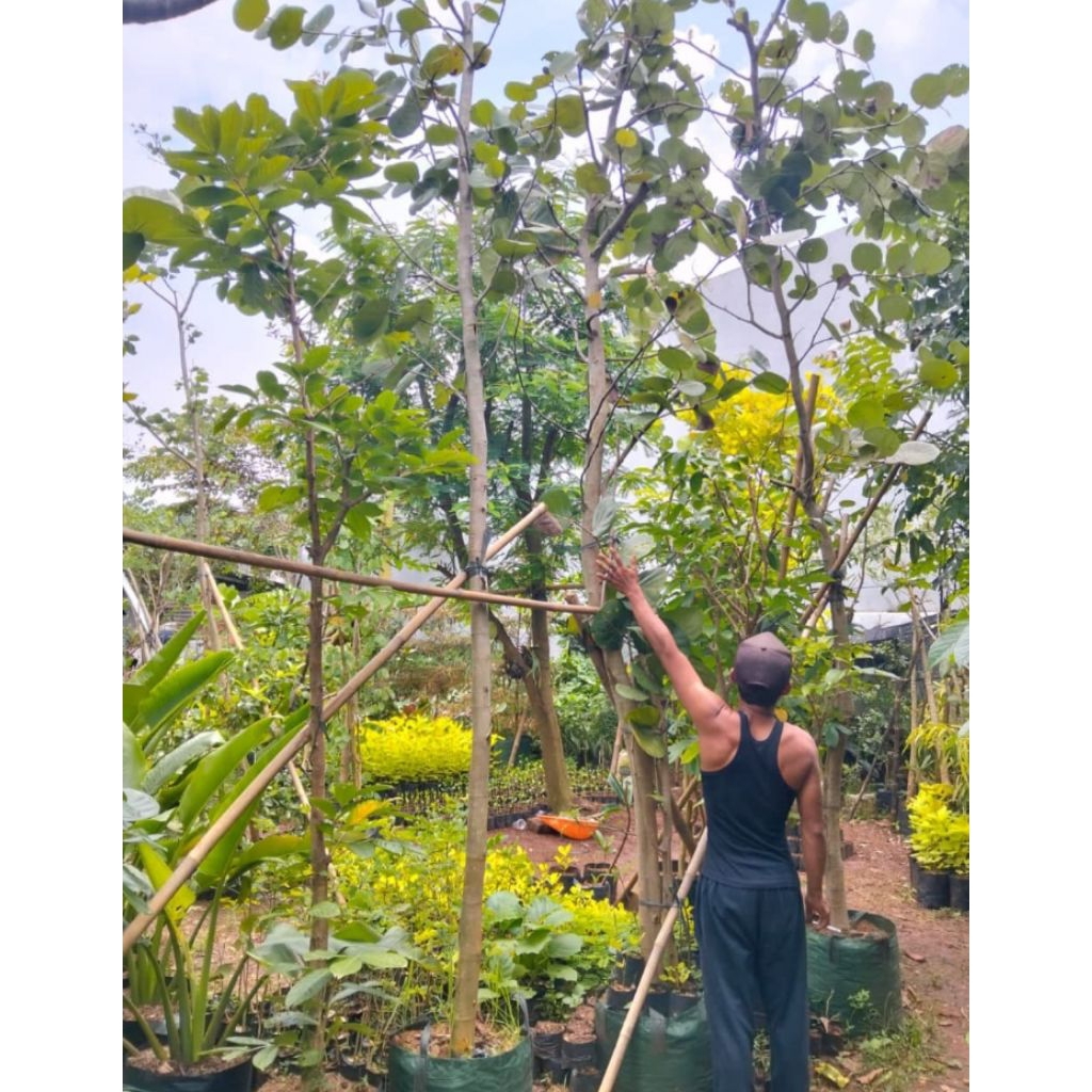 Pohon hias Cocoloba Anggur laut