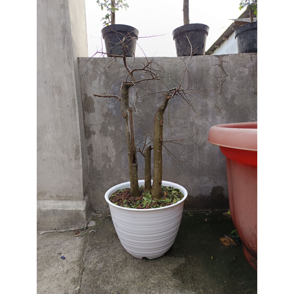 bonsai serut karakter bonggol tua besar