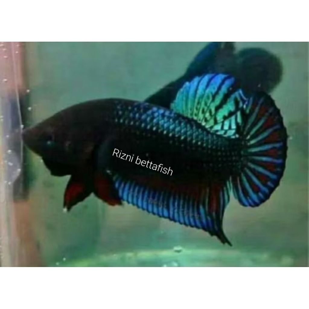 ikan cupang aduan thailand super galak