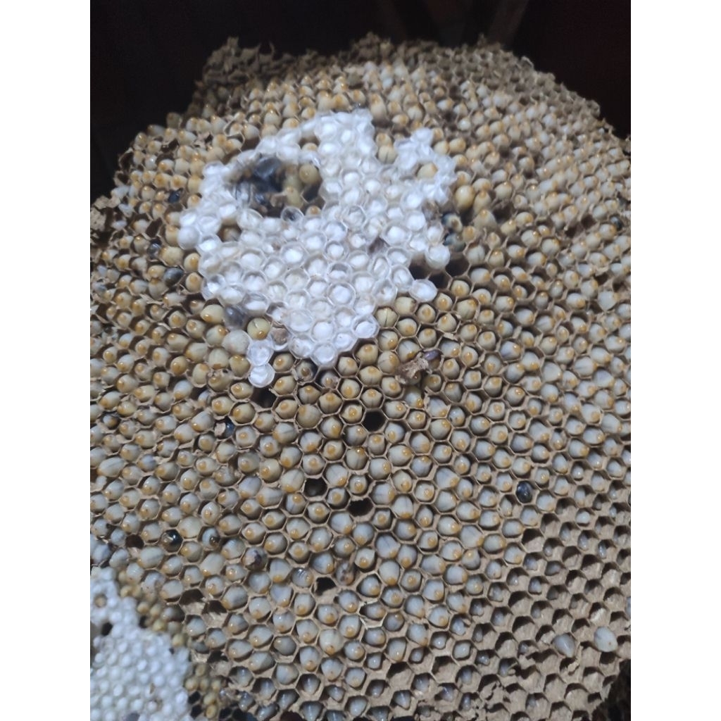 larva tawon umpan mancing  isi 65 ekor,minimal pembelian 2