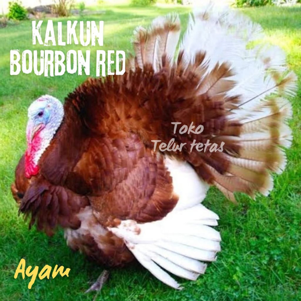 TELUR AYAM KALKUN FERTIL UNTUK DITETASKAN