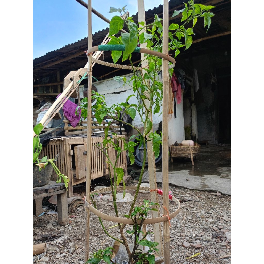 ajir turus penyangga tanaman bahan bambu bilah bambu penyangga tanaman