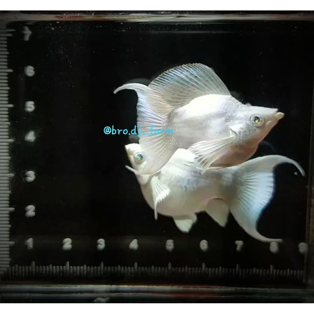 paket sepasang ikan molly platinum lyretail (ekor Cawang) blue eye / mata biru indukan siap ngebrol/