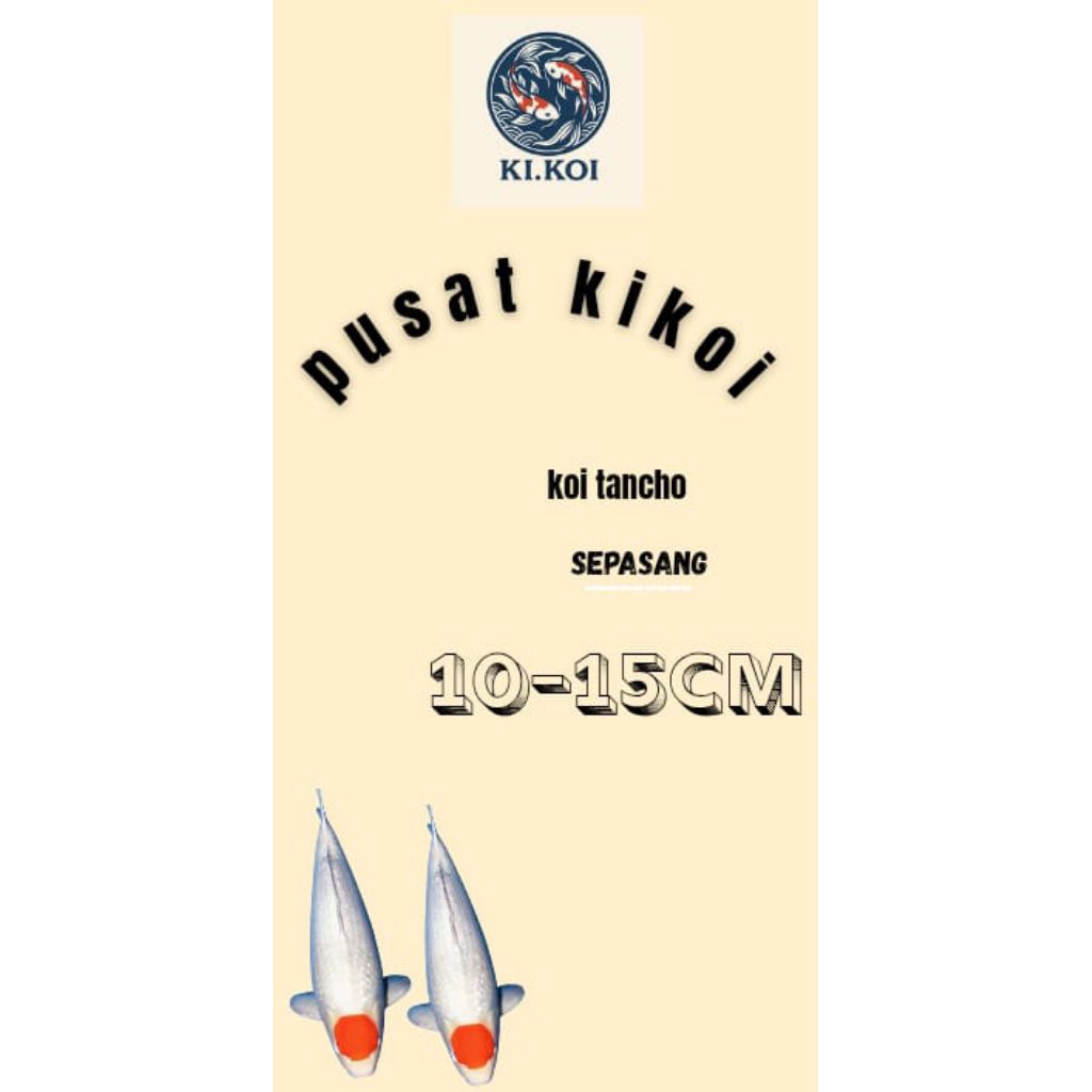 hiasan aquarium paket sepasang Tancho kohaku kualitas grade a