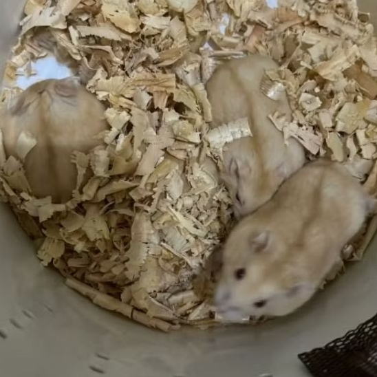 Hamster Winter White Golden indukan