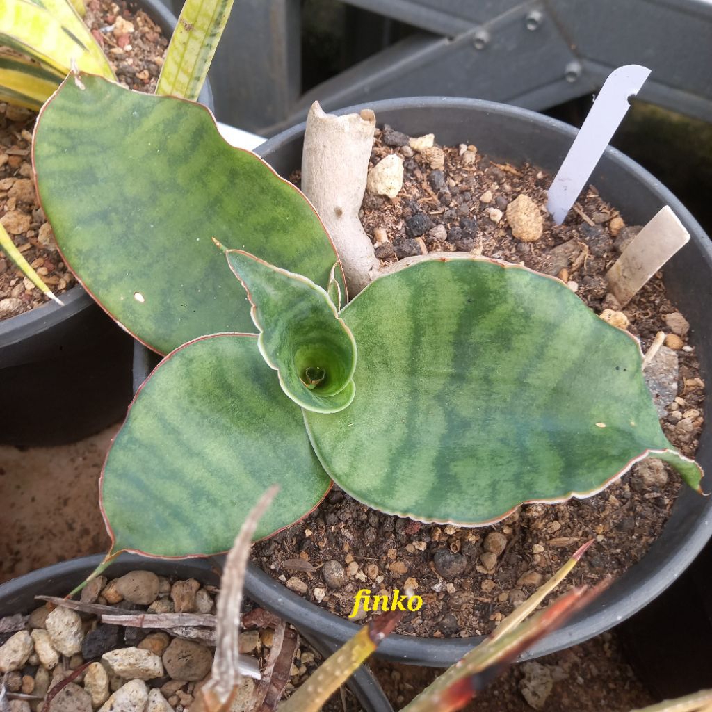 rare sans ES. 22582. sansevieria sp. sumbawanga, Tanzania.