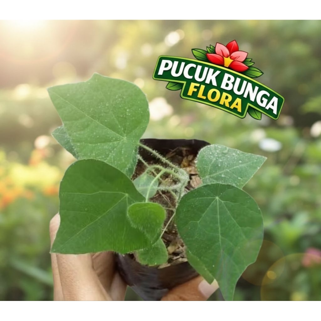 Bibit cincau bulu cincau rambat tanaman cincau bibit cincau bulu